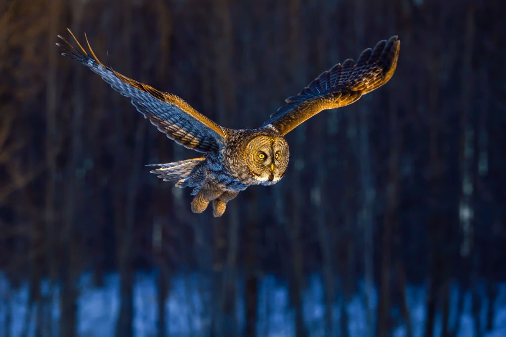 Great gray owl flapping wings