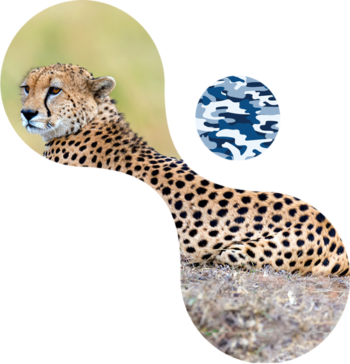 Cheetah lying on rock